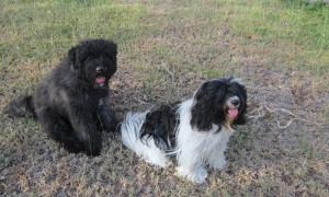 Bouvier Des Flandres puppy and Tibetan Terrier