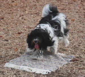 Tibetan Terrier doing an obedience exercise in Barbados