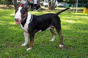 Bull Terrier