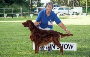 Irish Setter at a dog show