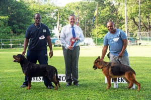 Rottweiler and German Shepherd at an October, 2014, dog show
