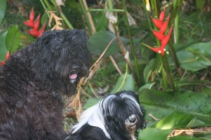 Dogs in Barbados with red heliconias in Barbados at Xmas time