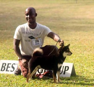 Shiba Inu at a dog show with its handler