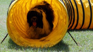 Tibetan Terrier doing agility obstacle