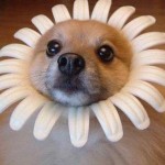 dog-daisy-150x150