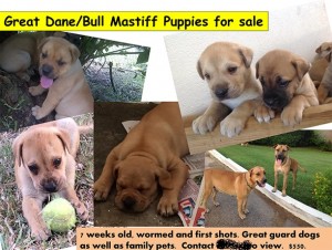 puppies advertised as guard dogs