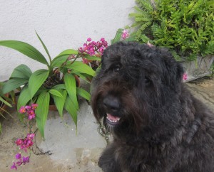 Young Bouvier Des Flandres enjoying and doing well in training