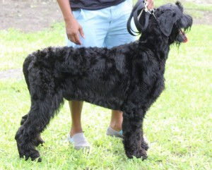 Russian Black Terrier