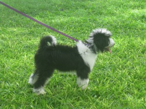 a Tibetan Terrier puppy in Barbados