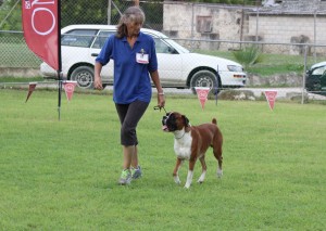 Best in Show Boxer