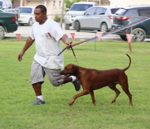 Rhodesian Ridgeback