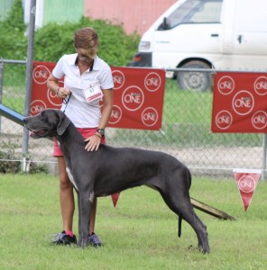 Great Dane