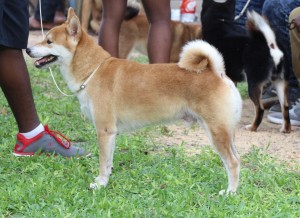 Shiba Inu at a dog show