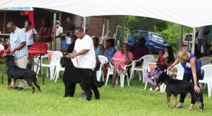 working group dogs in Barbados at a show