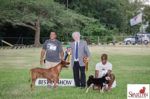 Rhodesian Ridgeback and Shiba Inu win in Barbados