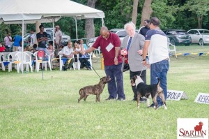 Terrier group winners