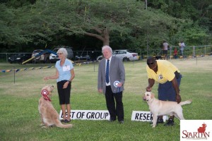 Gundog group winners