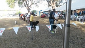 Working Group dogs at a championship show in Barbados
