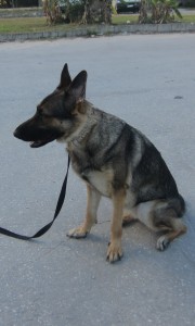 gsd and cd title