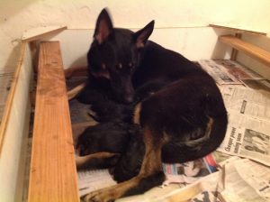 German Shepherd puppies for sale