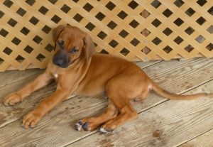 Rhodesian Ridgeback puppy