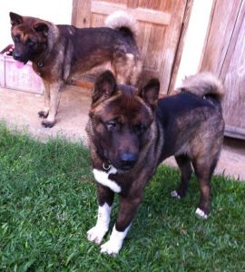 Japanese Akita puppies mother and brother