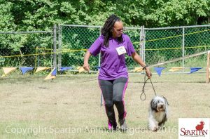 Tibetan Terrier at dog show in Barbados