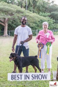 Rottweiler Goes Best in Show, November 2016