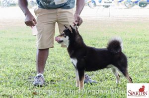 Shiba Inu wins Utility Group, November 2016
