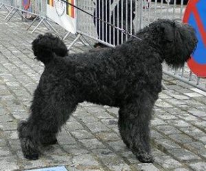 Bouvier Des Flandres