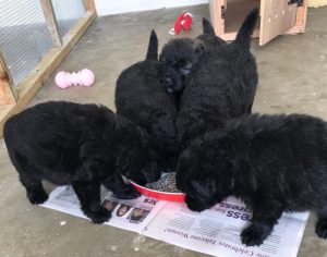 Bouvier Des Flandres puppies