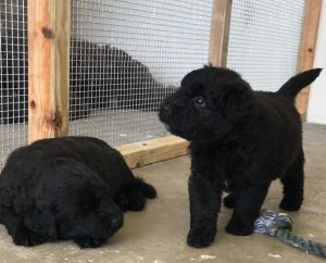Bouvier Des Flandres puppies