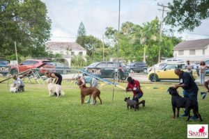 dogs winning groups in show ring in Barbados