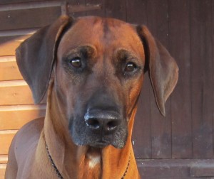 Rhodesian Ridgeback achieves the CDX title
