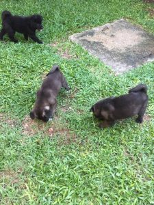 Akita puppies for sale