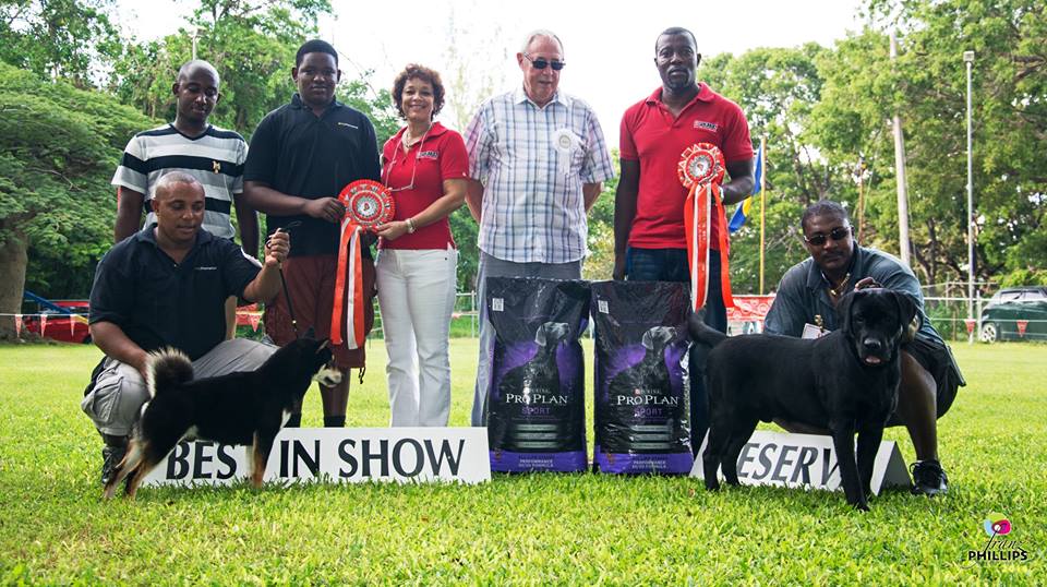 UK dog judge Graham Hill judges a dog show in Barbados on October 9