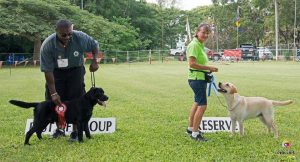 Labrador Retrievers win the Gundog Group