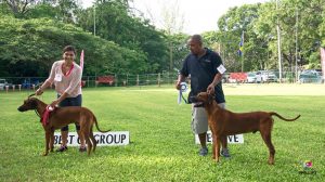 Hound Group won by the only breed entered, Rhodesian Ridgebacks