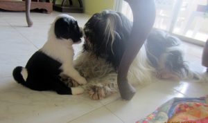 4.5 weeks Tibetan Terrier puppy "Jolene" with her mother