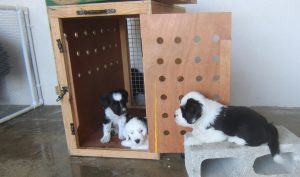 First litter of pedigree Tibetan Terrier puppies in Barbados