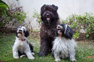 Bouvier Des Flandres passes CDX leg 