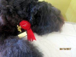 Bouvier des Flandres doing well in obedience trials